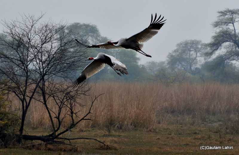 Two saras craines flying very low over the marshy land of Bharatpur bird sanctuary, rajasthan, India by gautam lahiri