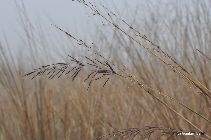 Early morning dews clinging to grasses at Bosipota by Gautam Lahiri