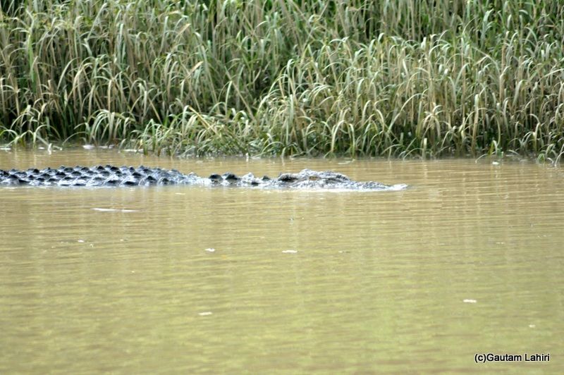 Baitarani river crocodile in Bhitarkanika taken by Gautam Lahiri