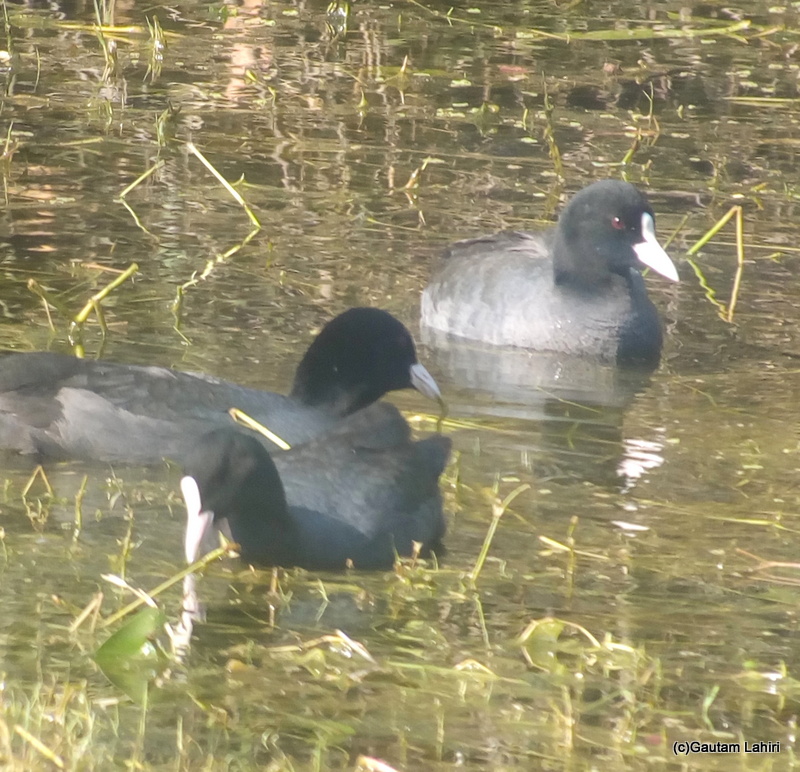 Crested Coot at Keoladeo Sanctuary, Bharatpur Rajasthan taken by Gautam Lahiri
