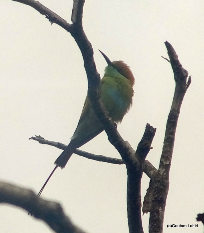 A green bee eater among the branches at Keoladeo Sanctuary, Bharatpur Rajasthan taken by Gautam Lahiri