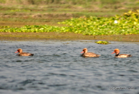 Finally, we saw the Purbasthali's signature birds: the Red-crested Pochards, the reddish male swam alongside its female companion
in Purbasthali by Gautam Lahiri