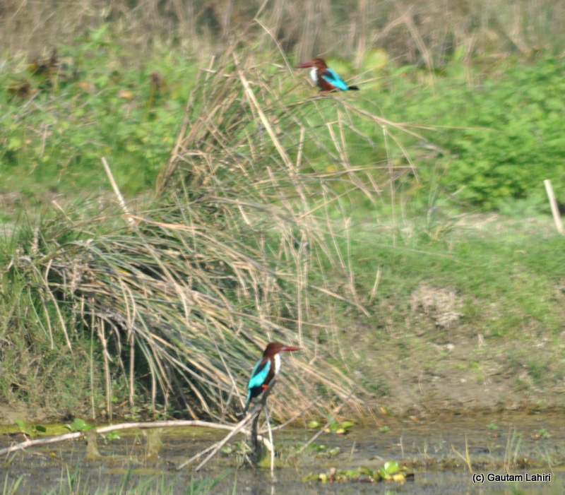 A pair of bronze headed kingfishers stood alert to the slightest movement of a fish below the water surface in Purbasthali by Gautam Lahiri