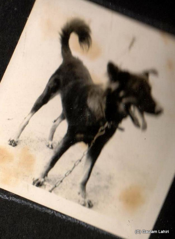 Raju, our Alsatian and Pakistani hound mixed breed dog, afile and quick stands at Degana, Rajasthan, India by Gautam Lahiri