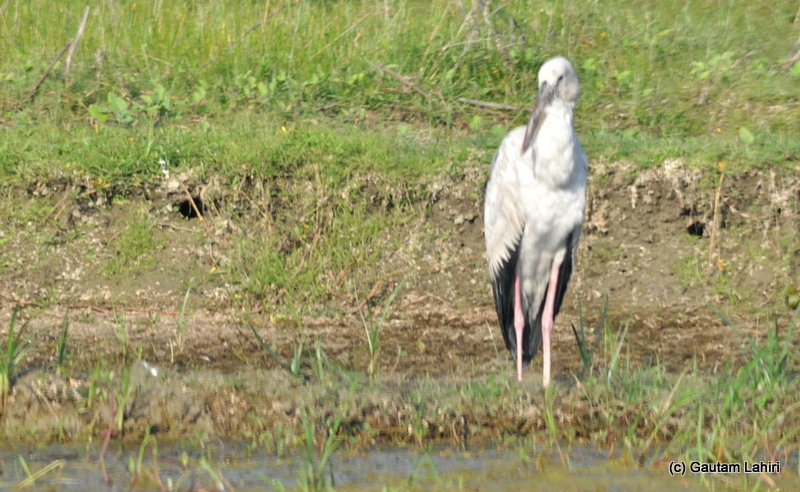 An Open Asian Bill stork intently looking at the water edge for an unsuspecting fish in Purbasthali by Gautam Lahiri