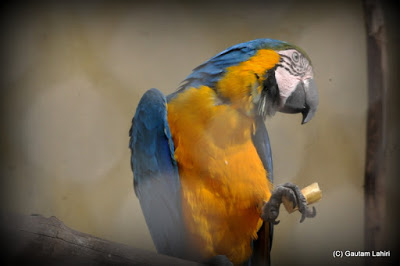 A Macaw holds a morsel of food as it prepares for its breakfast  at Kolkata, West Bengal, India by Gautam Lahiri