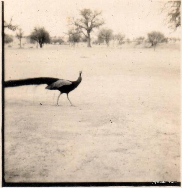 A peacock majestically walks past my father's camp, curious to see what these biped tall living beings are up to. Yonder in the distance, ghaf and khejri trees dot the barren horizon at Kishangarh, Rajasthan, India by Gautam Lahiri