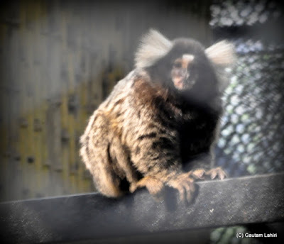 I was just enough lucky to catch this marmoset monkey perched on the iron beams in the cage for fleeting seconds before it disappeared into surrounding darkness  at Kolkata, West Bengal, India by Gautam Lahiri