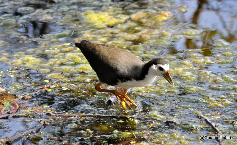 White breasted water hen at Keoladeo Sanctuary, Bharatpur Rajasthan taken by Gautam Lahiri