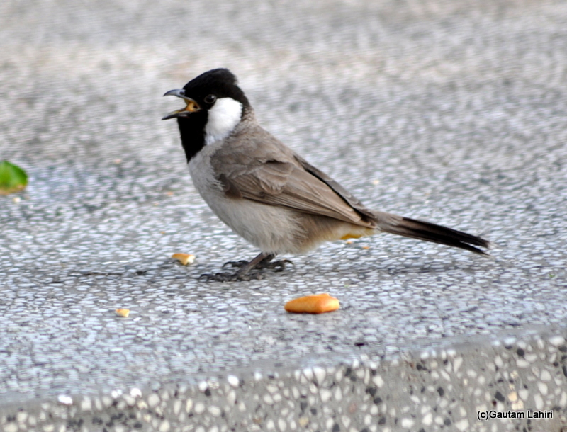 White eared bulbul at Keoladeo Sanctuary, Bharatpur Rajasthan taken by Gautam Lahiri