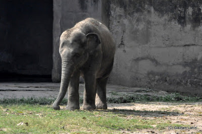 Another elephant calf investigates the ground for some munchies  at Kolkata, West Bengal, India by Gautam Lahiri