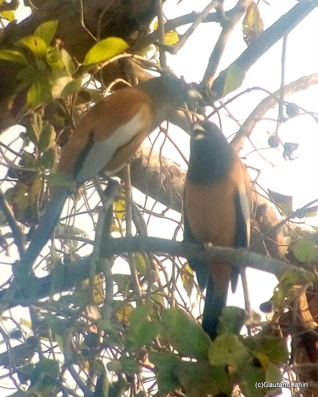 Rufous Treepie on a branch at Keoladeo Sanctuary, Bharatpur Rajasthan taken by Gautam Lahiri