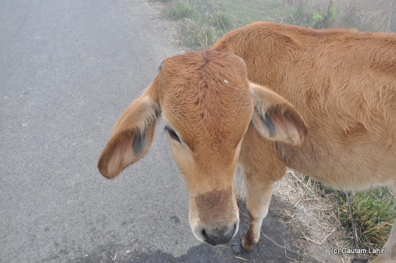 A lone cow at Bosipota by Gautam Lahiri