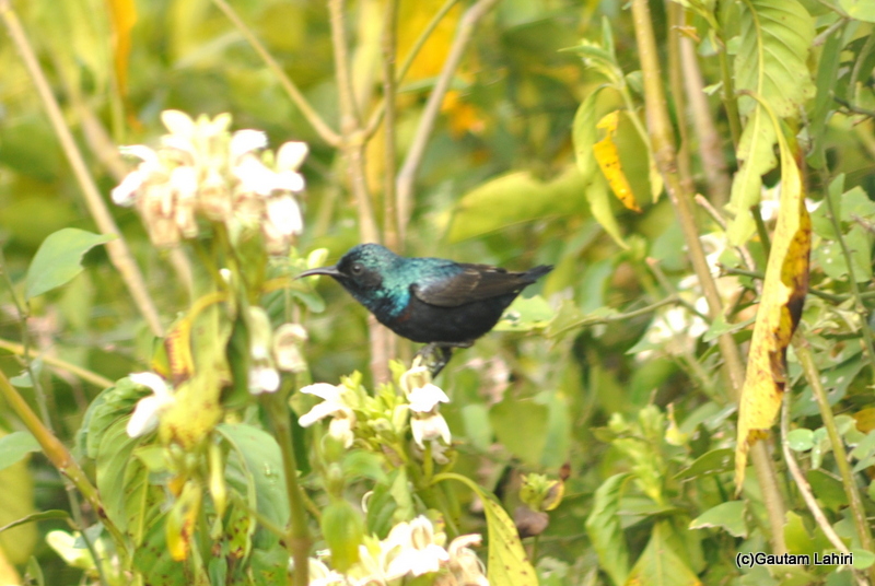 Purple sunbird at Keoladeo Sanctuary, Bharatpur Rajasthan taken by Gautam Lahiri