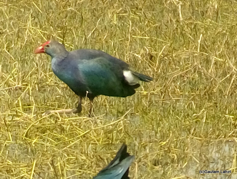 Purple Swamphen kept a vigil on the food at Keoladeo Sanctuary, Bharatpur Rajasthan taken by Gautam Lahiri