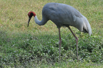 A Saras Crane scours the undergrowth for few morsels of food   at Kolkata, West Bengal, India by Gautam Lahiri