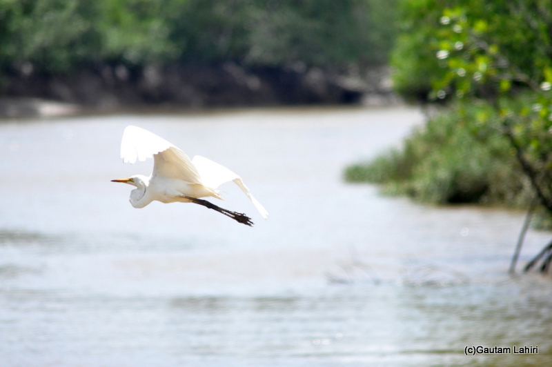 An egret flies over Baitarani river, Bhitarkanika, Orissa.