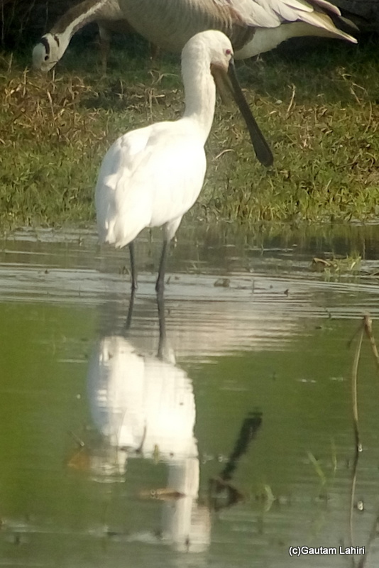 A Eurasian Spoon-bill at Keoladeo Sanctuary, Bharatpur Rajasthan taken by Gautam Lahiri