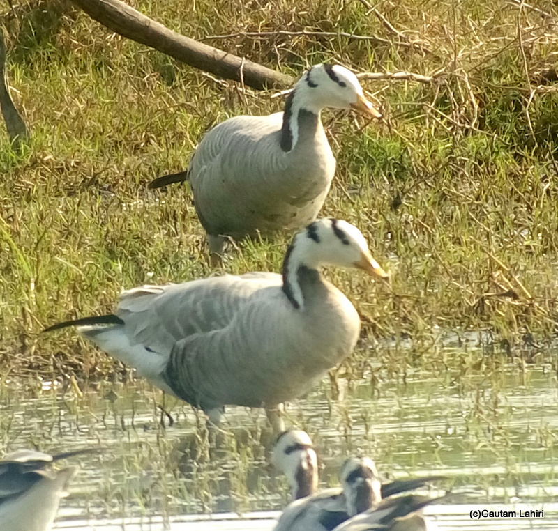 Bar headed geese at Keoladeo Sanctuary, Bharatpur Rajasthan taken by Gautam Lahiri