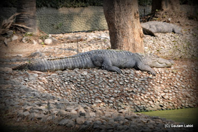 A marsh crocodile basks under a tree to surprise an unsuspecting victim  at Kolkata, West Bengal, India by Gautam Lahiri