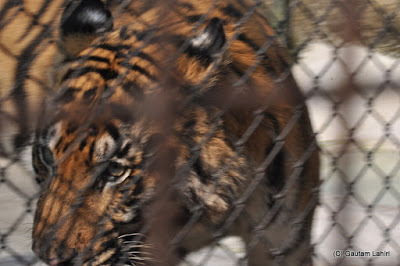 A Royal Bengal Tiger relentlessly moves in its cage as visitors stare at the mighty cat  at Kolkata, West Bengal, India by Gautam Lahiri