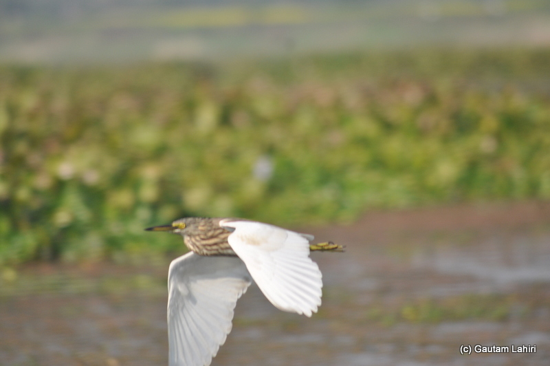 A pond heron took off from its refuge and hung low over the water for its next catch in Purbasthali by Gautam Lahiri