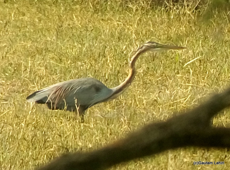 Purple Heron at Keoladeo Sanctuary, Bharatpur Rajasthan taken by Gautam Lahiri