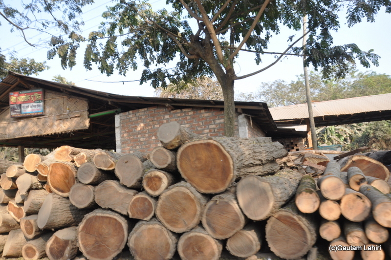 Illegally cut tree trunks at Chandraketugarh, taken by Gautam Lahiri