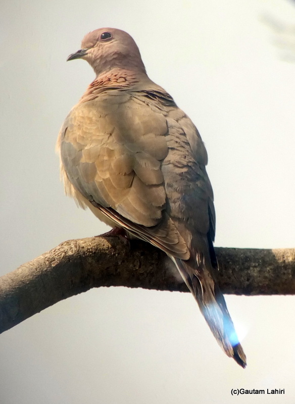 southern laughing dove at Keoladeo Sanctuary, Bharatpur Rajasthan taken by Gautam Lahiri