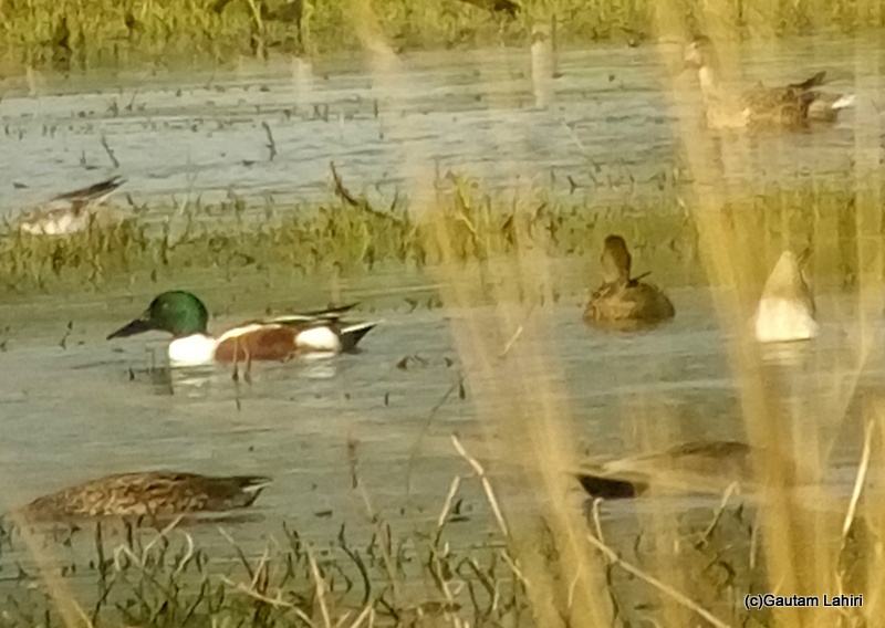 Northern shoveler at Keoladeo Sanctuary, Bharatpur Rajasthan taken by Gautam Lahiri
