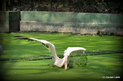 A Rosy Pelican jumps in to catch the fish that dared to reach the water surface  at Kolkata, West Bengal, India by Gautam Lahiri