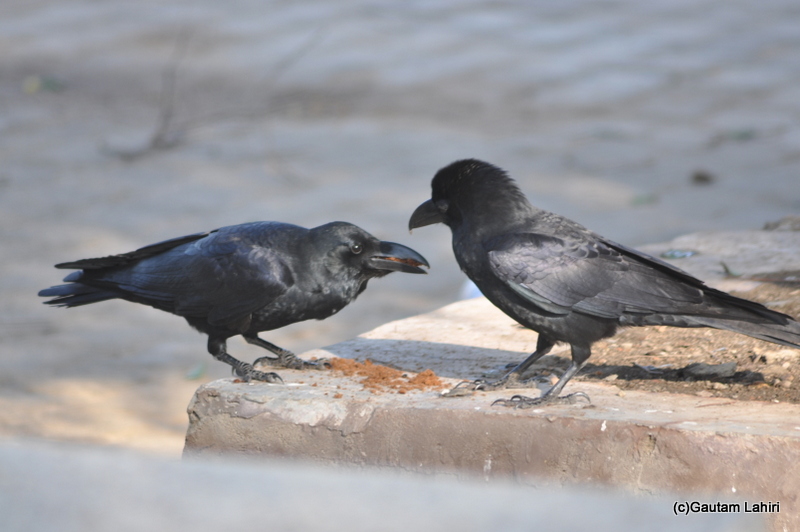Two Raven together at Keoladeo Sanctuary, Bharatpur Rajasthan taken by Gautam Lahiri