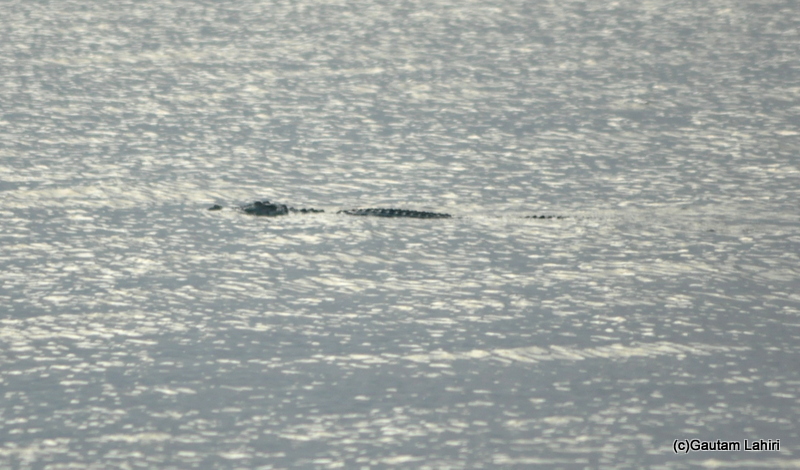 Crocodiles of Brahmani river