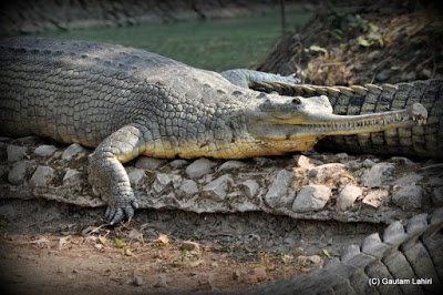 A Gharial crocodile mainly eats fishes enjoys the afternoon winter sun  at Kolkata, West Bengal, India by Gautam Lahiri