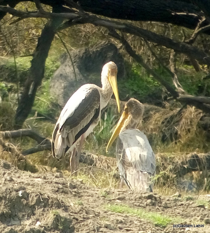 Juvenile Painted Stork at Keoladeo Sanctuary, Bharatpur Rajasthan taken by Gautam Lahiri