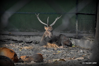 A Sambar resting in the shadows after a good meal  at Kolkata, West Bengal, India by Gautam Lahiri