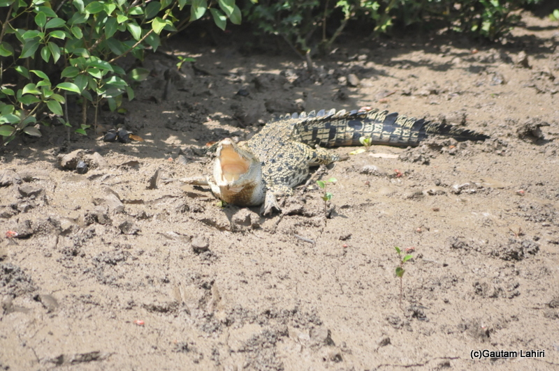 Baitarani river crocodile in Bhitarkanika taken by Gautam Lahiri