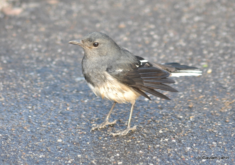 Oriental Magpie Robin at Keoladeo Sanctuary, Bharatpur Rajasthan taken by Gautam Lahiri