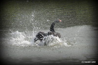 A Black Swan grooms herself and flutters away the lake water  at Kolkata, West Bengal, India by Gautam Lahiri