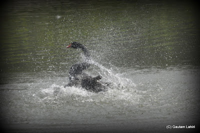 A water mist bursts as a Black Swan shakes its neck  at Kolkata, West Bengal, India by Gautam Lahiri