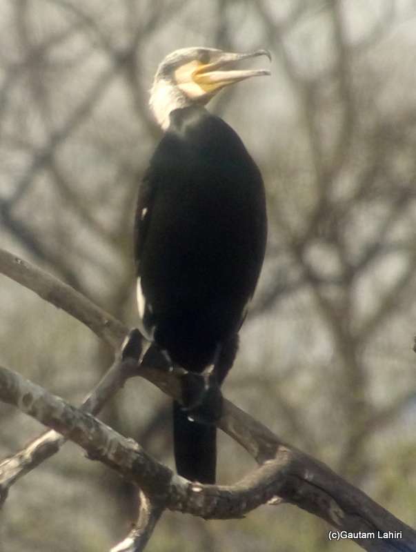 North Atlantic Great Cormorant atop a heavy branch at Keoladeo Sanctuary, Bharatpur Rajasthan taken by Gautam Lahiri