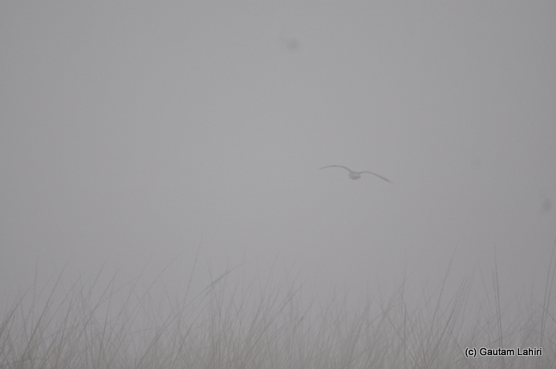 Birds flying into the mist at Bosipota by Gautam Lahiri
