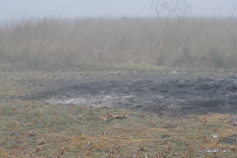 Burned hay lay cold at Bosipota by Gautam Lahiri