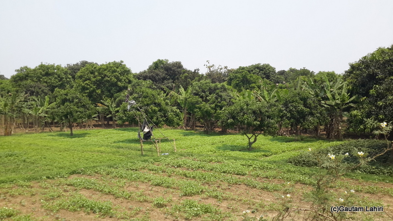 As far our eyes could see, we saw banana trees and freshly planted siblings of diverse agricultural produce at Chandannagar by Gautam Lahiri