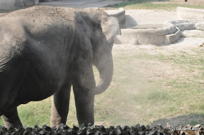 The naughty elephant calf whips up dust on to its body to ward off flies  at Kolkata, West Bengal, India by Gautam Lahiri