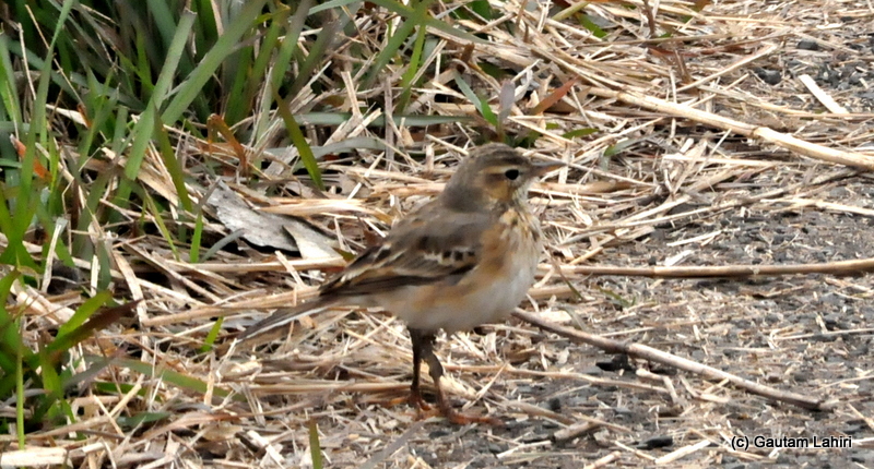 Zitting Cisticola tiptoed from beneath big grasses and came in full view at Bosipota by Gautam Lahiri