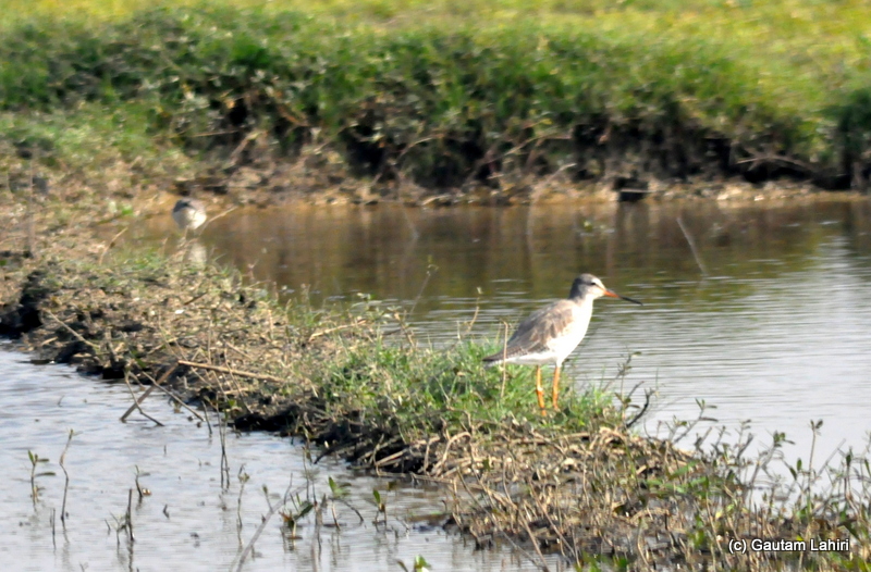 A wood sandpiper trudging over the muddy bank for morsels of food in Purbasthali by Gautam Lahiri