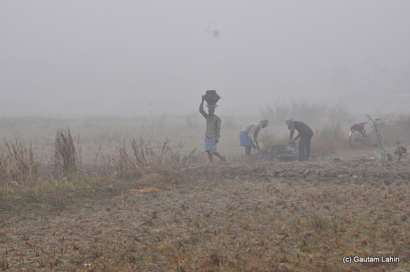 Early morning field work at Bosipota by Gautam Lahiri