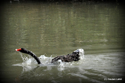 With speed and grace, the Black Swan lunges forward  at Kolkata, West Bengal, India by Gautam Lahiri