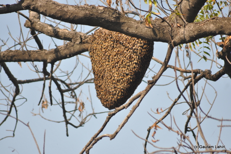 Beehive hanging from a tree at Keoladeo Sanctuary, Bharatpur Rajasthan taken by Gautam Lahiri